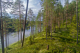 Pine trees on a high bank of forest lake.