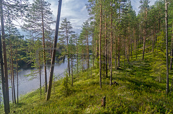 Pine trees on a high bank of forest lake.