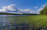 Pista River on a sunny summer day. Karelia.