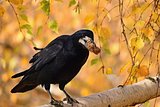 Beautiful picture of a bird - raven / crow in autumn nature. (Corvus frugilegus)