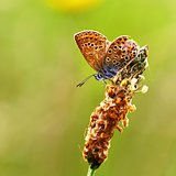 Beautiful little butterfly Common Blue (Polyommatus icarus). Macro shot of nature close up.