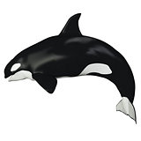 Orca Female Whale