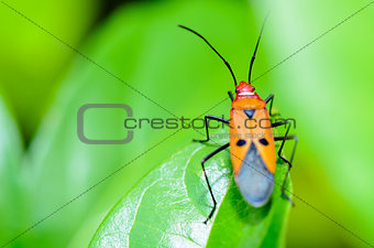 Red Cotton Bug (Dysdercus cingulatus)