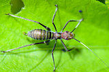 Ant-mimic Cricket