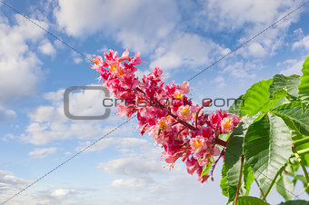 Flower of red horse-chestnut against the sky with clouds
