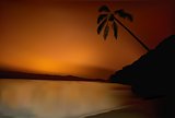 Sunset And Palm Tree On Beach