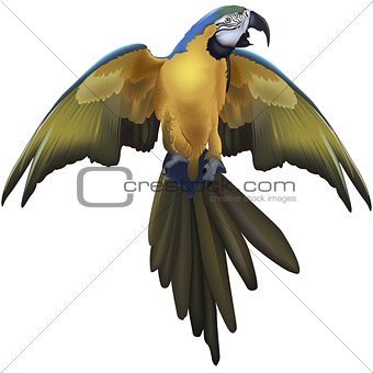 Blue And Yellow Parrot