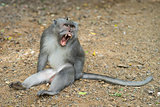 Monkey showing fangs