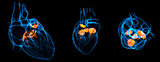 3d render illustration of the  Heart valve
