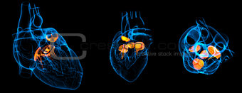 3d render illustration of the  Heart valve