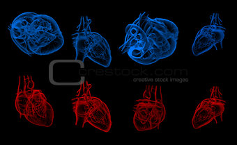 3d render illustration of the human heart 