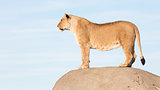 Lioness watching from a rock