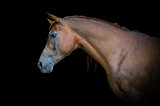 Arabian bay horse portrait on black background
