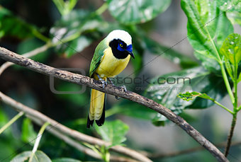 one lovely and noisy exotic bird