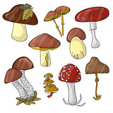 illustration with color mushrooms