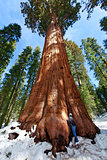 person enjoying sequoia NP