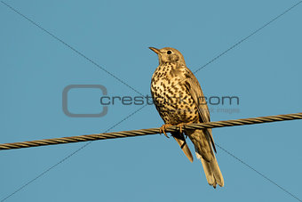 Song Thrush On The Cable