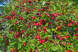 Ripe red apples on an apple tree