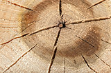 Poplar cut logs with cracks