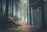 Trail in a dark pine forest