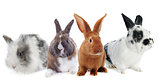 group of rabbit