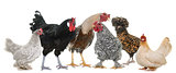 group of chicken