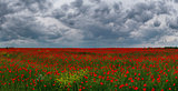 poppy field against the sky