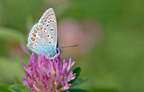 Common Blue  butterfly