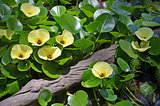 Yellow flowers of the aquatic water poppy
