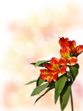 small bouquet of red alstroemeria on a colored background
