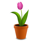 Flowers Tulip In Pot