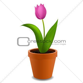 Flowers Tulip In Pot