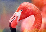 Photos beautiful red flamingo