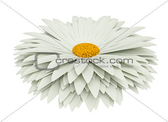 Chamomile flower isolated on white