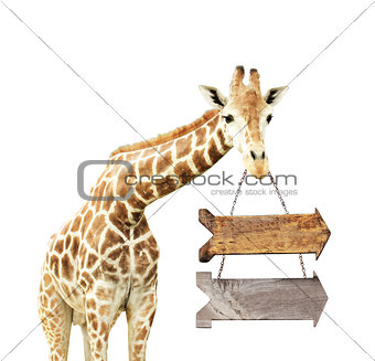 Giraffe with two wooden arrows