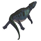 Placodus Dinosaur Tail