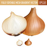 Onion on white background. Vector illustration