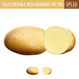 Potatoes on white background. Vector illustration