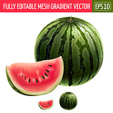 Watermelon on white background. Vector illustration