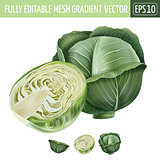 Cabbage on white background. Vector illustration