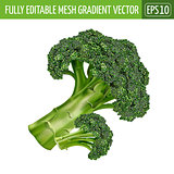 Broccoli on white background. Vector illustration