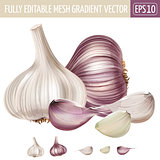 Garlic on white background. Vector illustration