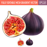 Figs on white background. Vector illustration