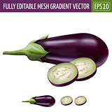 Eggplant on white background. Vector illustration
