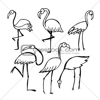 Flamingo, sketch for your design