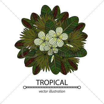 Tropic vector illustration.