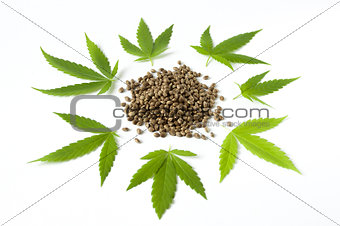 raw cannabis marijuana seed and leaves
