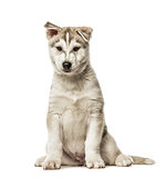 Siberian Husky Puppy sitting, 2 months old, isolated on white