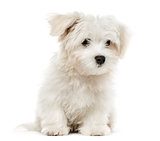 Maltese puppy, 4 months old, isolated on white