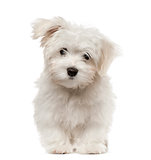Maltese puppy looking at camera, isolated on white